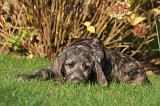 IRISH WOLFHOUND 404